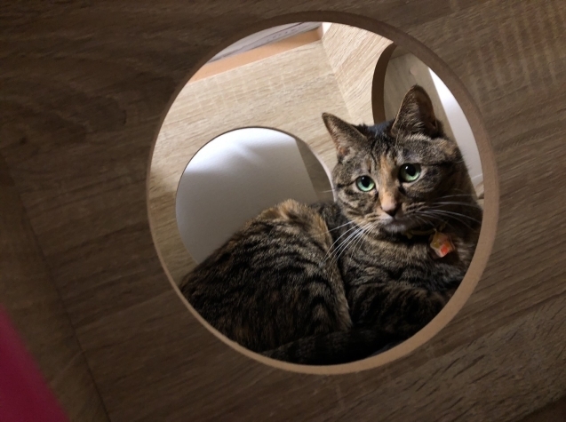むぎちゃんの近況報告!_d0355333_20024815.jpg