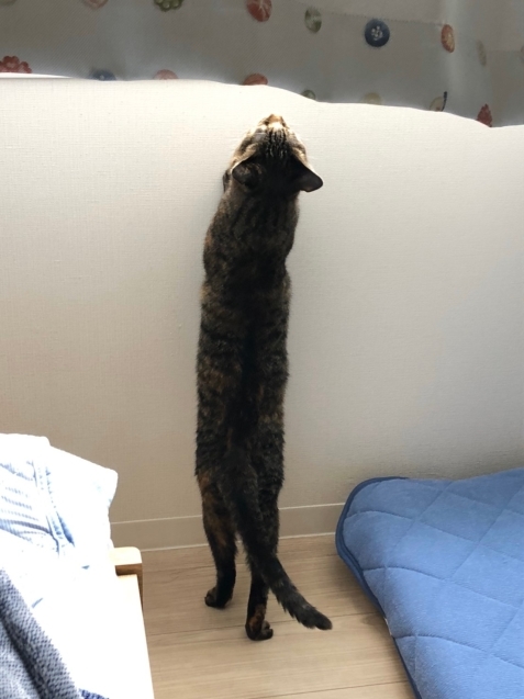 むぎちゃんの近況報告!_d0355333_20032357.jpg