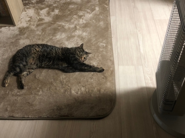 むぎちゃんの近況報告!_d0355333_20032402.jpg