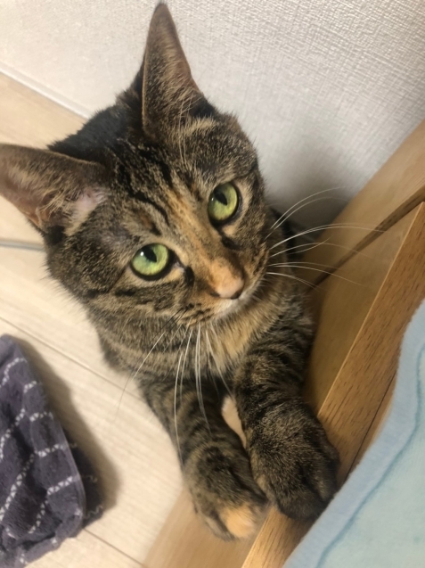 むぎちゃんの近況報告!_d0355333_20032628.jpg