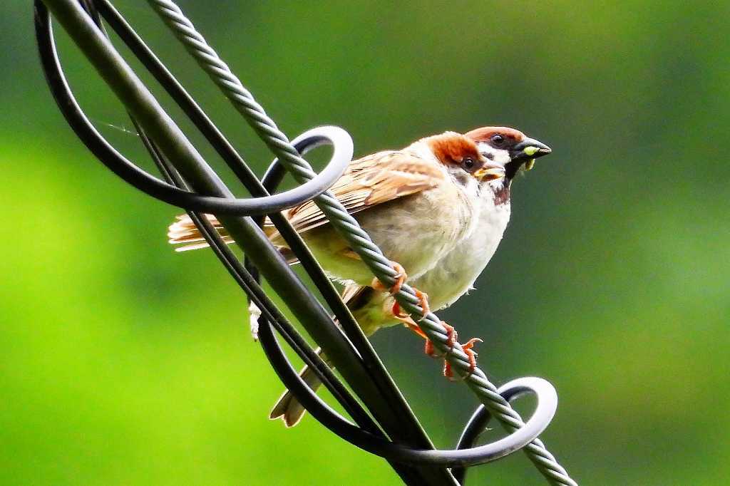 電線スズメ なんでもブログ２