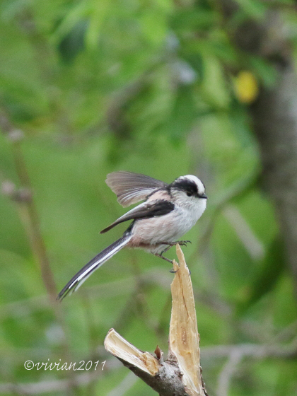 日光だいや川公園 ~野鳥もトンボもいっぱい~ _e0227942_16563676.jpg