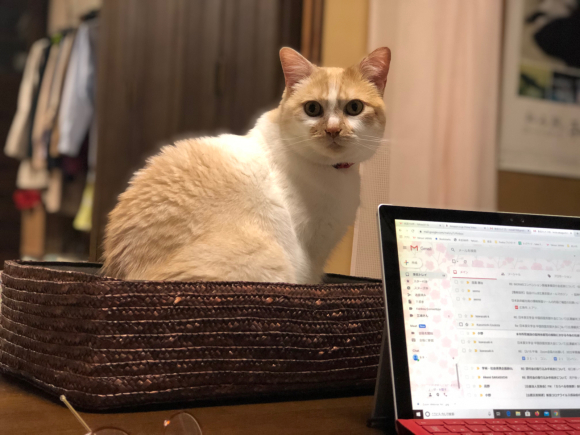 在宅勤務中、猫の妨害対策_d0085254_23530507.jpg