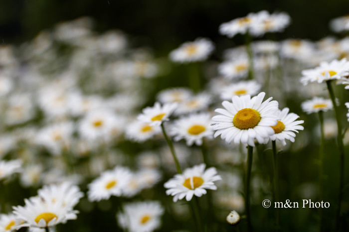 35mmF1.4という世界 1_e0321360_23074344.jpg