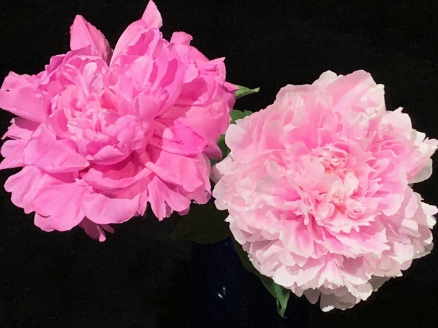 芍薬の花をとことん楽しむ方法 ゆうゆう素敵な暮らしの手帖 芍薬の花をとことん楽しむ方法 ゆうゆう素敵な暮らしの手帖