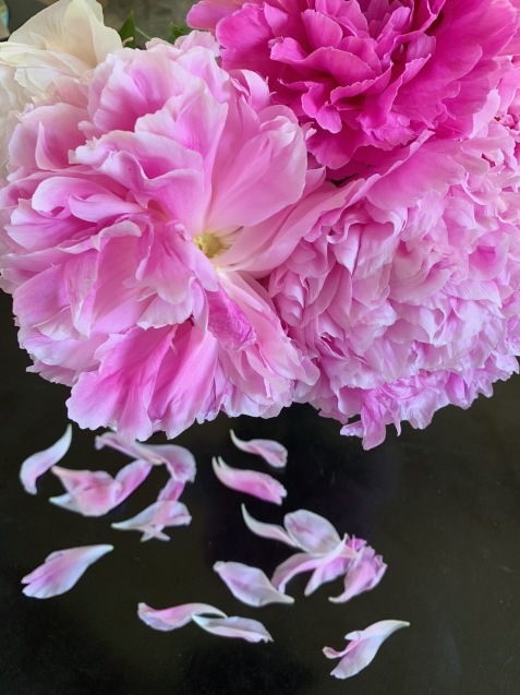 芍薬の花をとことん楽しむ方法 ゆうゆう素敵な暮らしの手帖 芍薬の花をとことん楽しむ方法 ゆうゆう素敵な暮らしの手帖