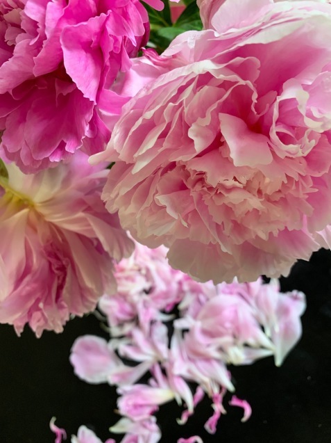 芍薬の花をとことん楽しむ方法 ゆうゆう素敵な暮らしの手帖 芍薬の花をとことん楽しむ方法 ゆうゆう素敵な暮らしの手帖