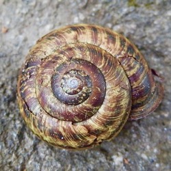 上高地 #カタツムリ 『同蝸牛』 Euhadra peliomphala f. nimbosa