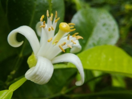 芳し…_b0368362_20254523.jpg