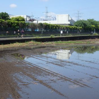 お散歩アルバム No.68（初夏の恩田川辺り）_b0112263_08011721.jpg