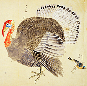 拙句 七面鳥 575筆まか勢 拙句 七面鳥 575筆まか勢