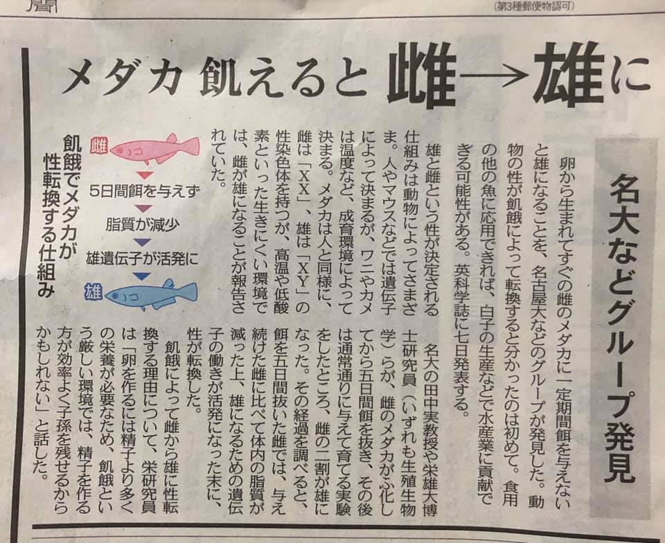 めだかの不思議なこと たまこ庵 備忘録 めだかの不思議なこと たまこ庵 備忘録