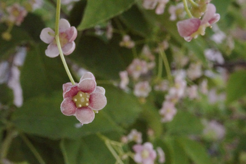 ツリバナ ムクノキ 奥田正彦 黄石 ブログ