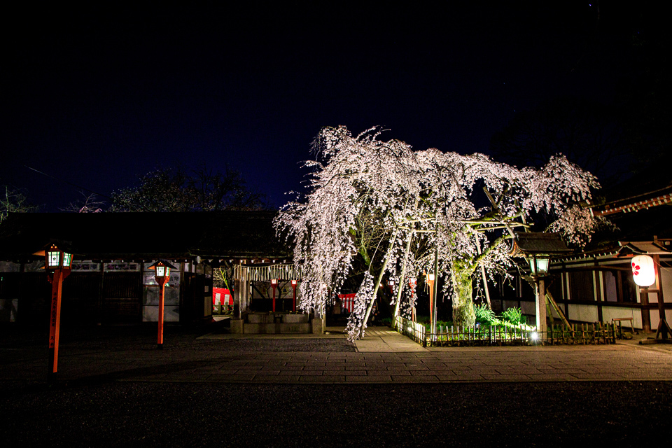 ２０２０ 桜 平野神社ライトアップ 京都憧憬