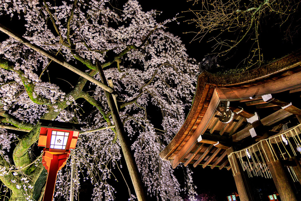 ２０２０ 桜 平野神社ライトアップ 京都憧憬