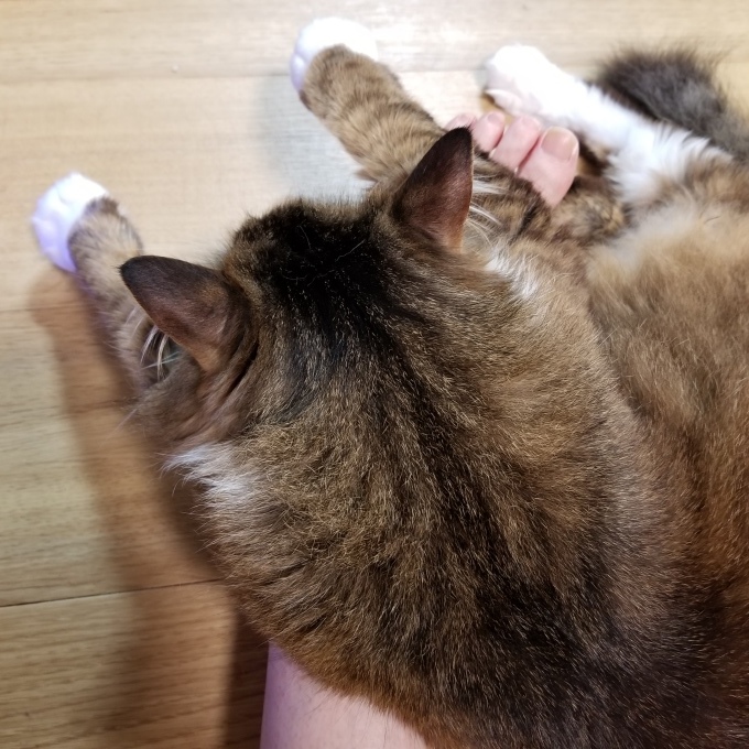 おしえてあげる_c0369492_15184519.jpg