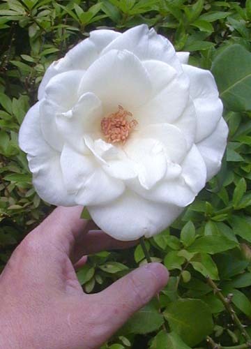 ●健気に咲き続ける白薔薇VIRGO、その12_d0053294_11433873.jpg