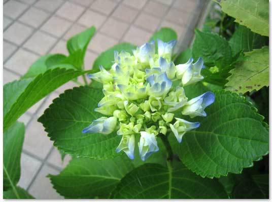 夏が来るよ_e0197895_14462832.jpg