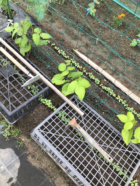 タマネギとジャガイモが・・・_f0204295_14302069.jpg