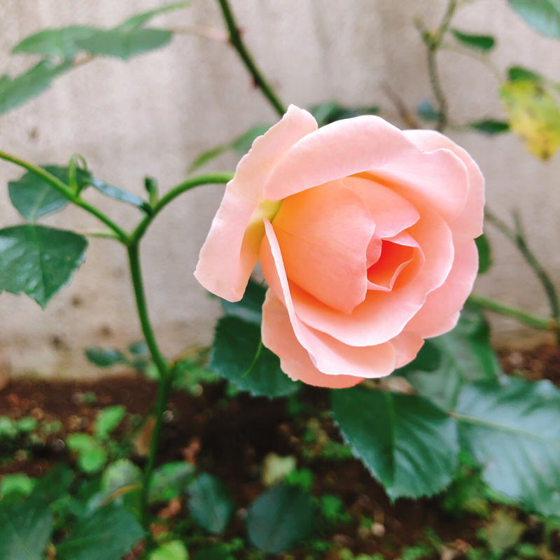 5月のロゼブランシェ_c0195496_06415785.jpg