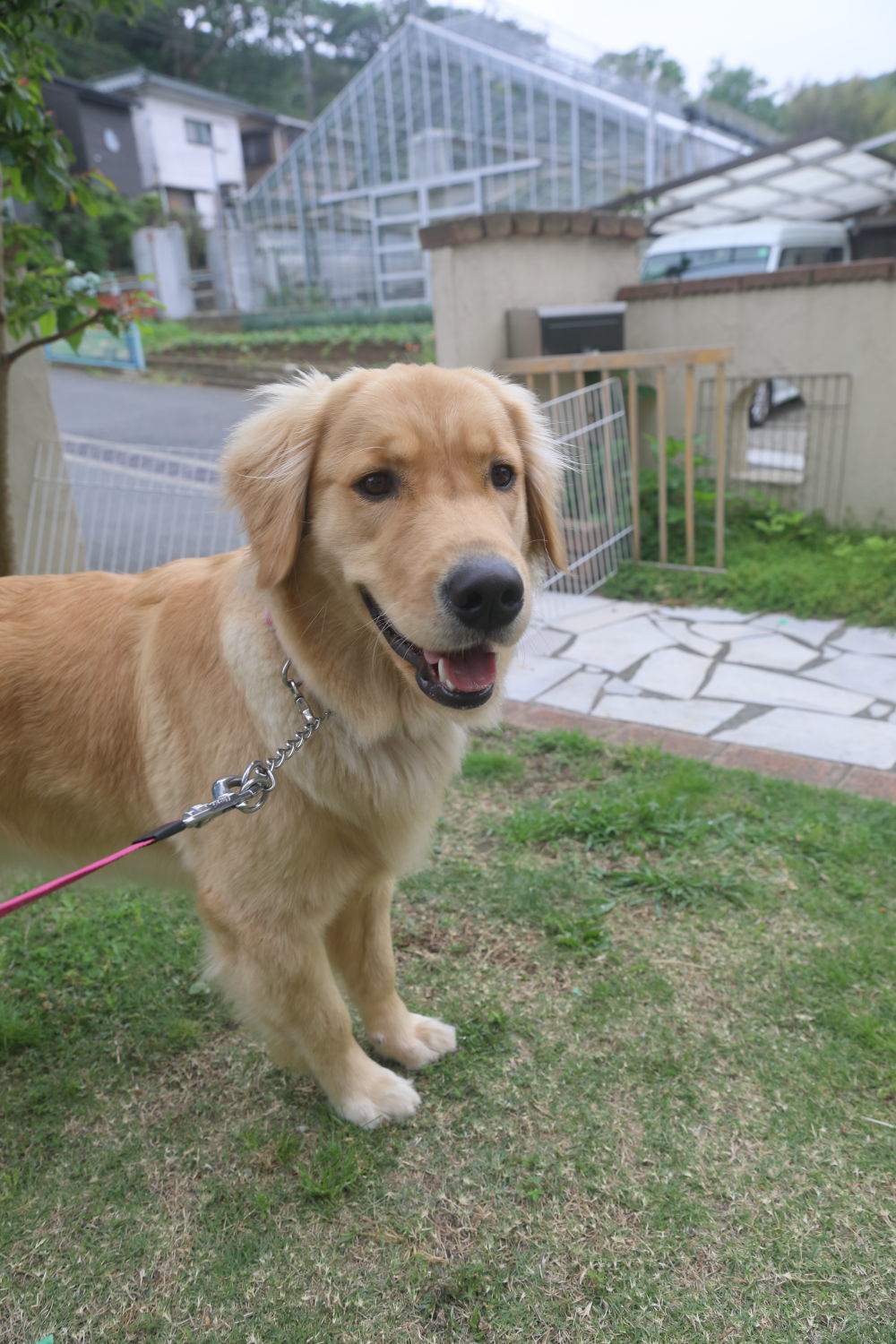 初めてのブーちゃんちのお庭♪_b0275998_11254112.jpg
