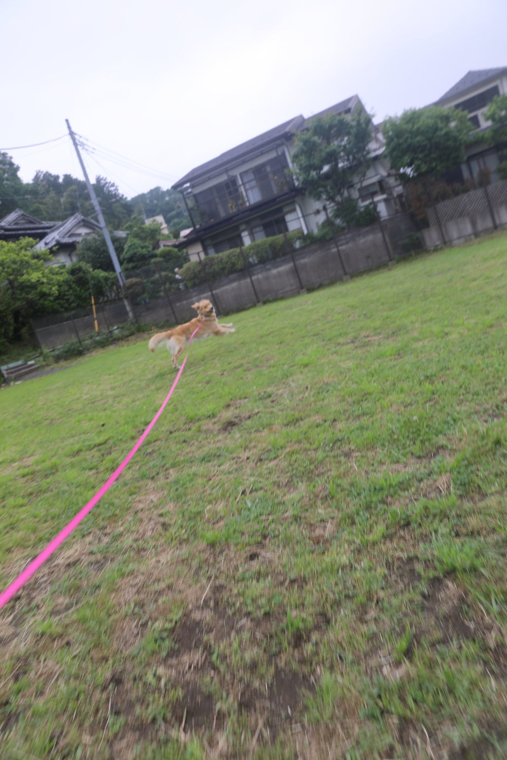 初めてのブーちゃんちのお庭♪_b0275998_11255189.jpg