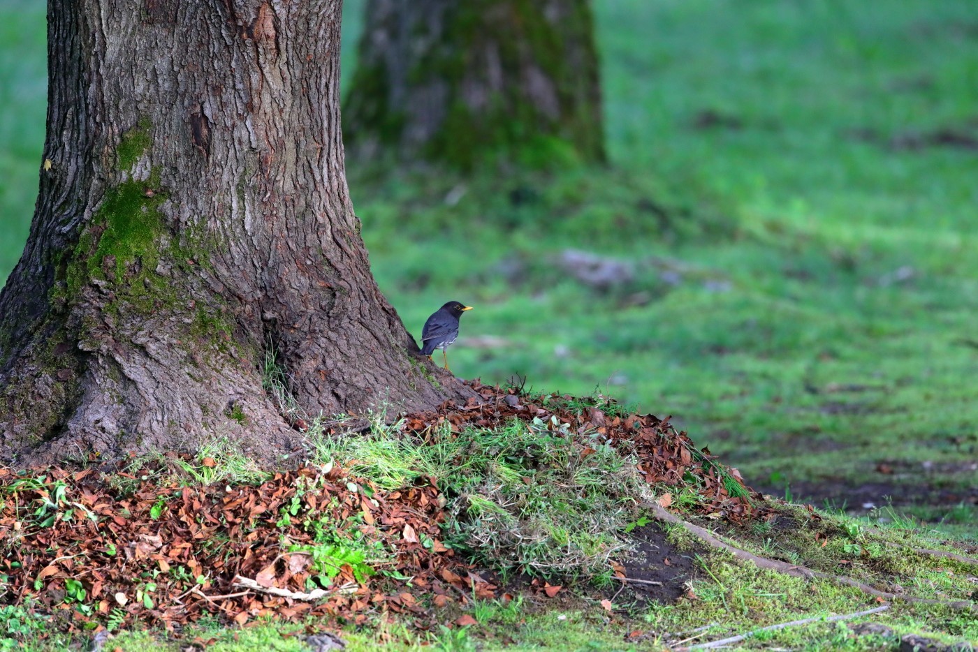 大きな木の根元に 綺麗な野鳥たち