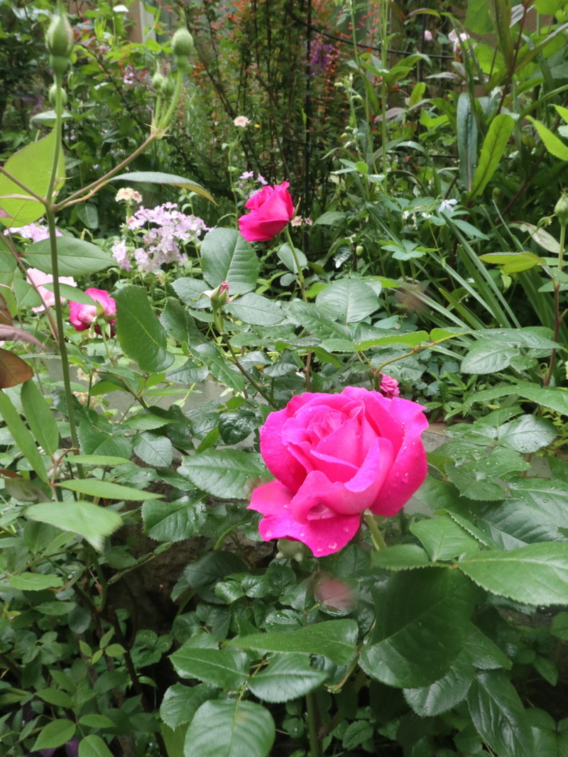 たまには書こう自分の庭･････３分咲きくらいかな。_b0331802_19591864.jpg