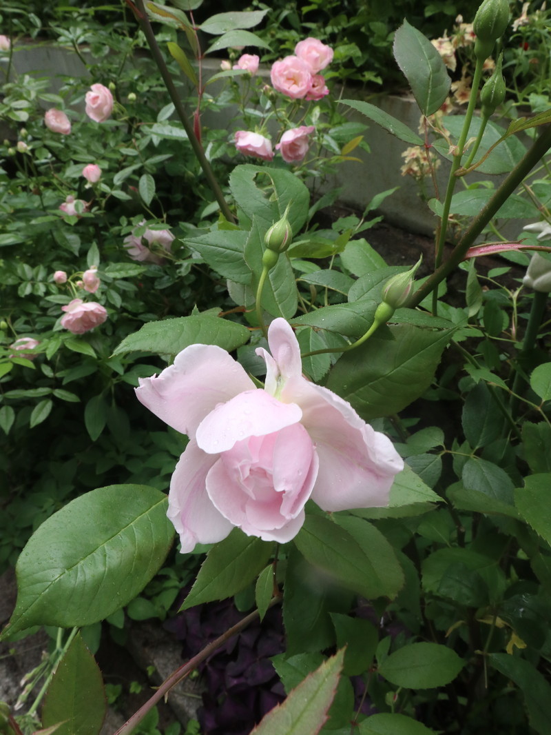 たまには書こう自分の庭･････３分咲きくらいかな。_b0331802_19592973.jpg