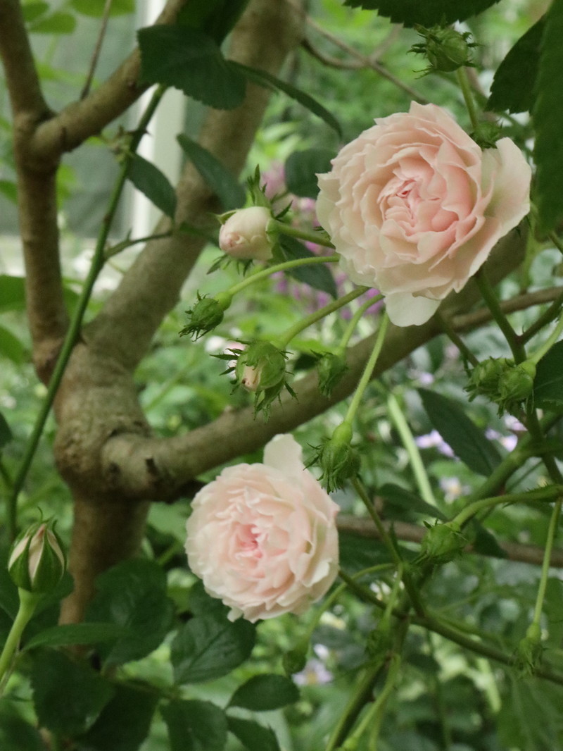 たまには書こう自分の庭･････３分咲きくらいかな。_b0331802_20001760.jpg