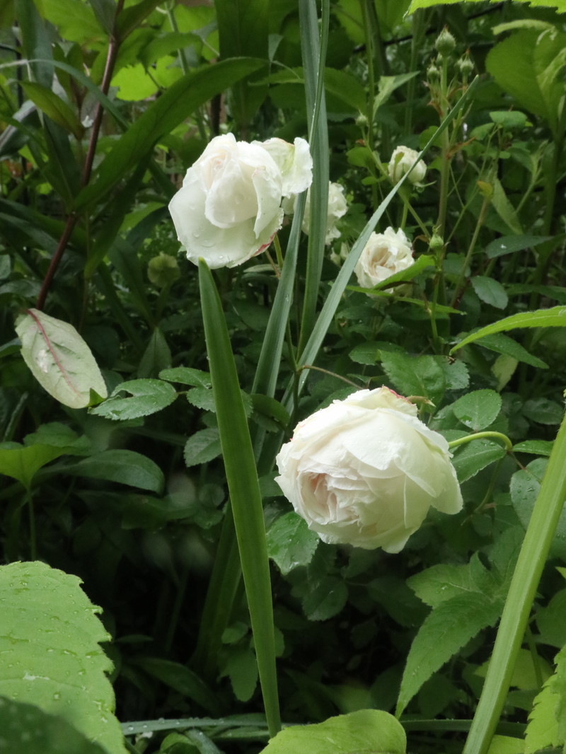 たまには書こう自分の庭･････３分咲きくらいかな。_b0331802_20004762.jpg