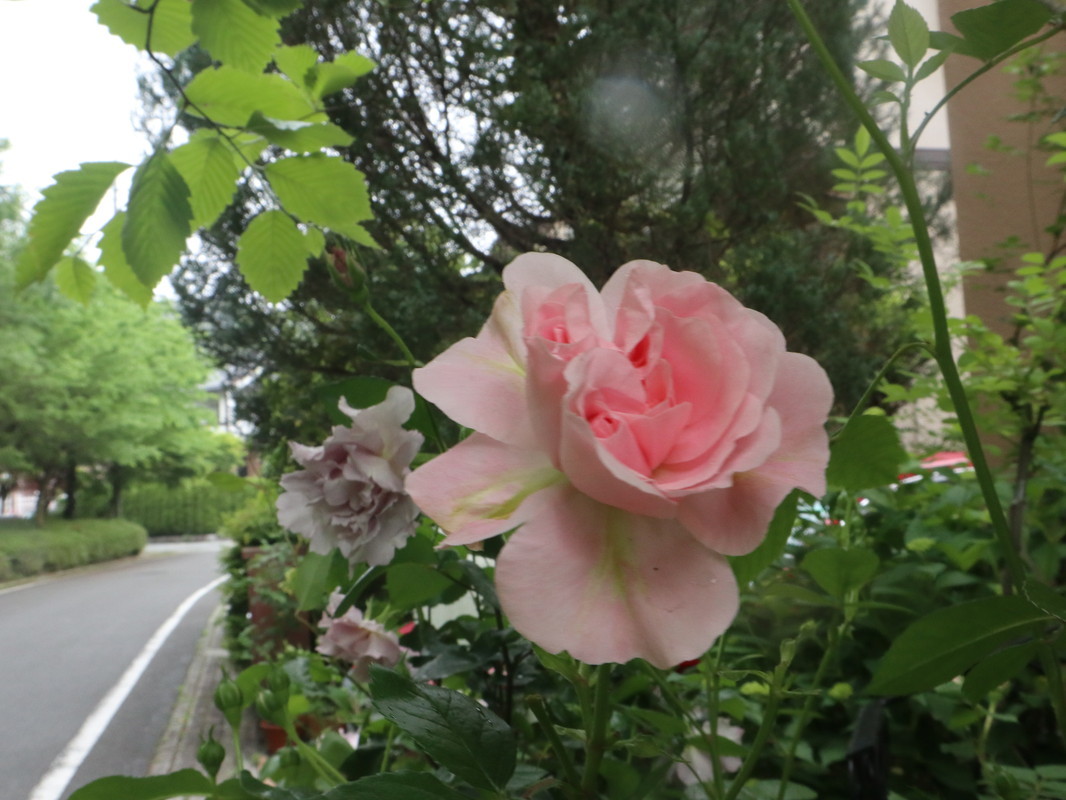 たまには書こう自分の庭･････３分咲きくらいかな。_b0331802_20010168.jpg