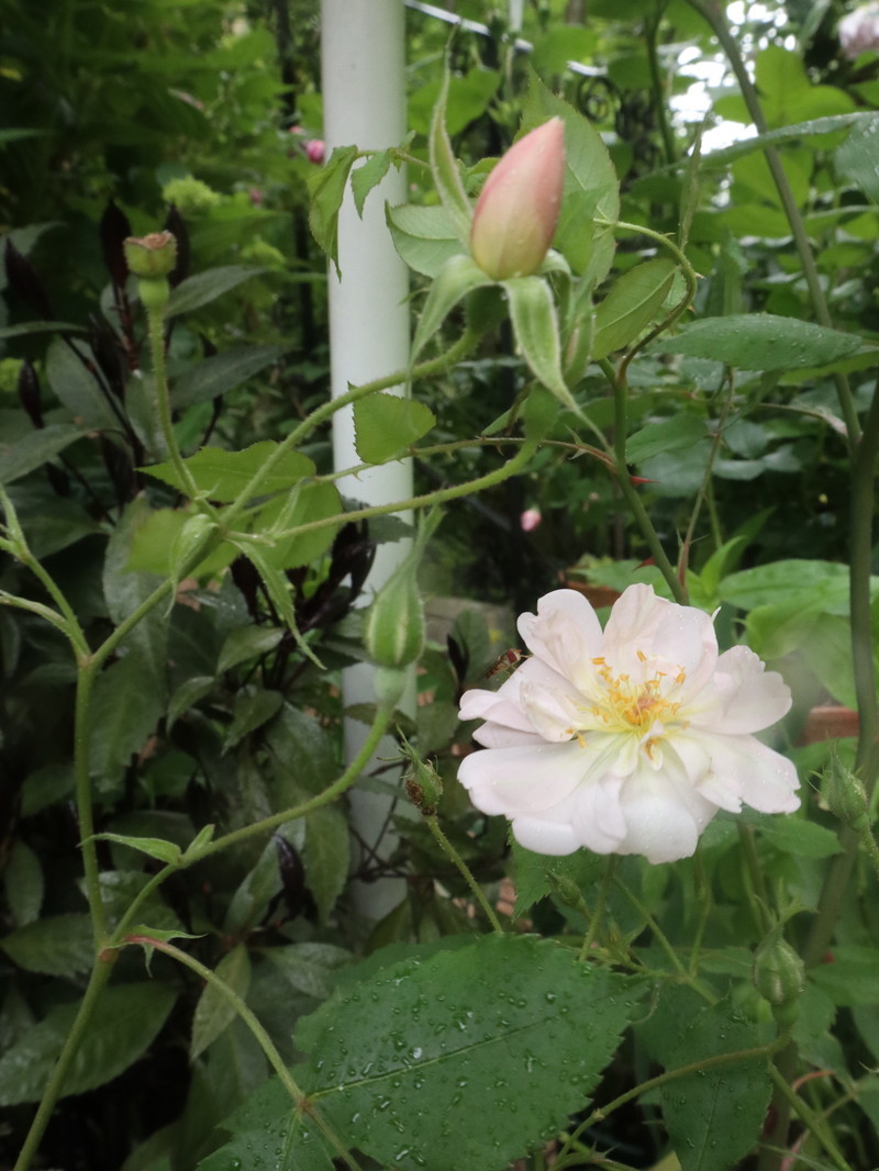たまには書こう自分の庭･････３分咲きくらいかな。_b0331802_20011075.jpg