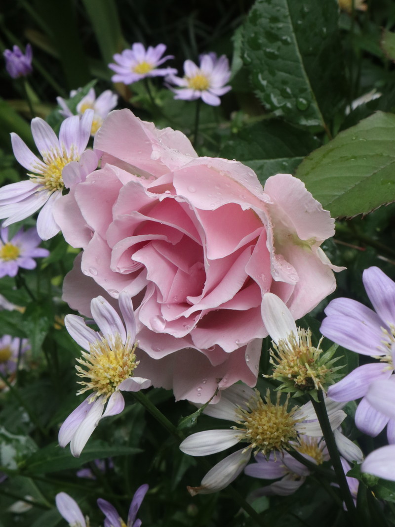 たまには書こう自分の庭･････３分咲きくらいかな。_b0331802_20012544.jpg