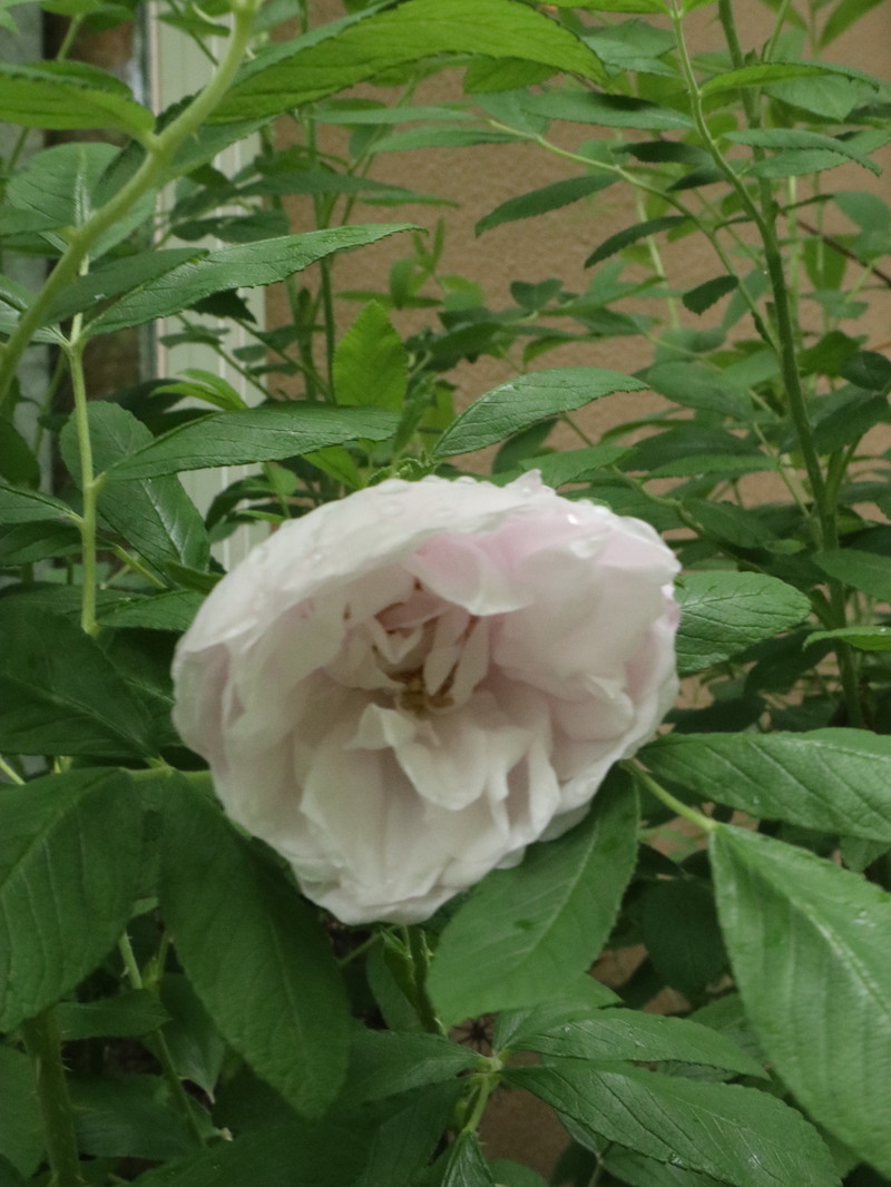 たまには書こう自分の庭･････３分咲きくらいかな。_b0331802_20013475.jpg