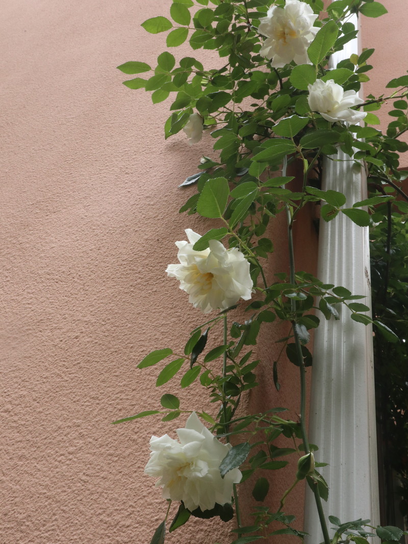 たまには書こう自分の庭･････３分咲きくらいかな。_b0331802_20021504.jpg