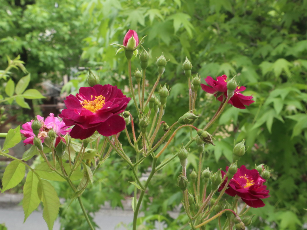 たまには書こう自分の庭･････３分咲きくらいかな。_b0331802_20022452.jpg