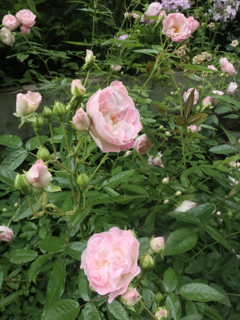 たまには書こう自分の庭･････３分咲きくらいかな。_b0331802_20032611.jpg