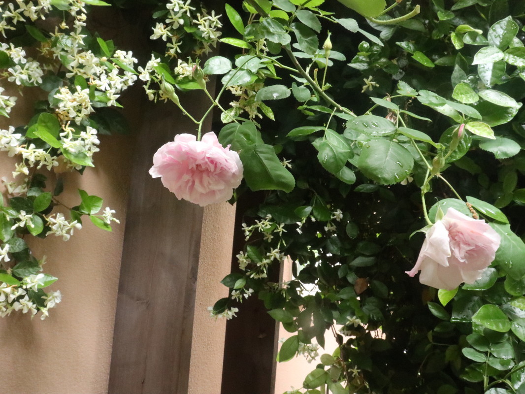 たまには書こう自分の庭･････３分咲きくらいかな。_b0331802_20120154.jpg