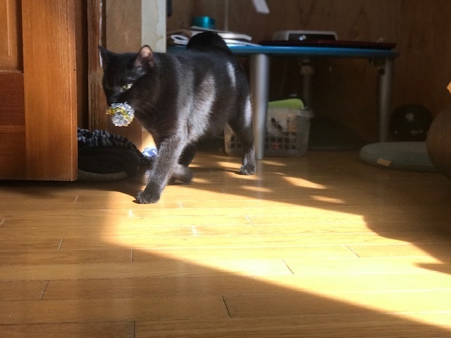 どっちが好み?_f0242002_14560928.jpg