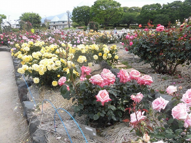 例年なら多くの人で賑わうはずが…満開のバラが切ない！　朝の散歩「中央公園コース」_f0141310_07404032.jpg