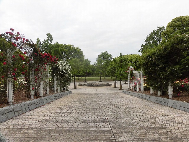 例年なら多くの人で賑わうはずが…満開のバラが切ない! 朝の散歩「中央公園コース」_f0141310_07405926.jpg