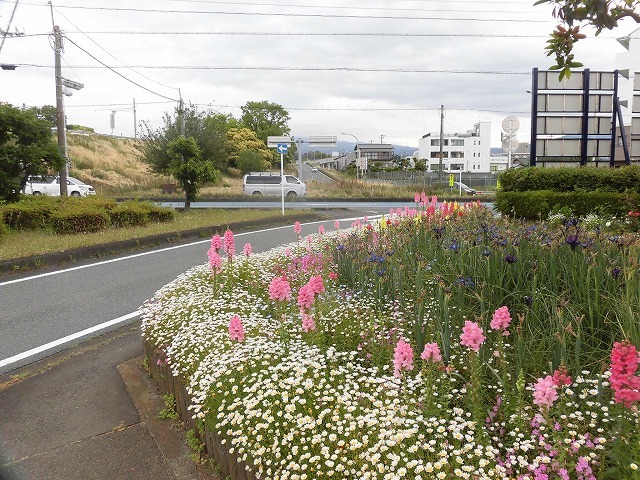 例年なら多くの人で賑わうはずが…満開のバラが切ない！　朝の散歩「中央公園コース」_f0141310_07422282.jpg