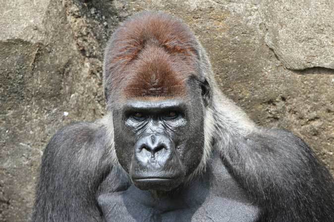 威風堂々 ニシローランドゴリラ モンタ と眠れる美女 ローラ 千葉市動物公園 June 19 続々 動物園ありマス
