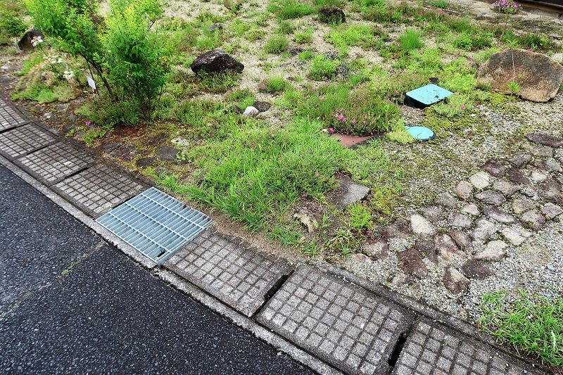 シッポゴケとR2_f0076731_21012958.jpg