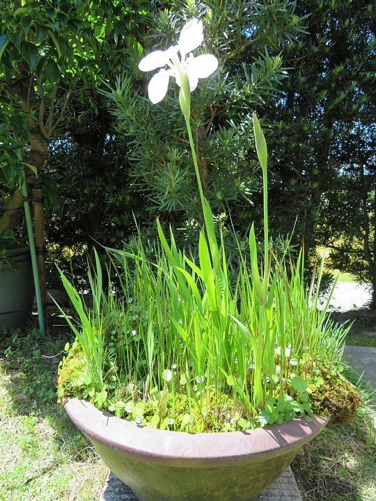 2020年5月23日 睡蓮鉢に咲く花菖蒲 !(^^)! : 今日の風に吹かれましょう