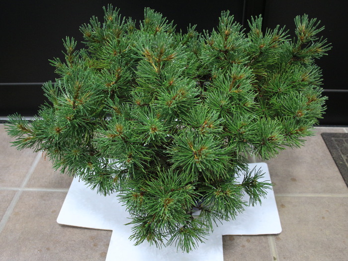 【現品】モンタナはいまつ 　(モンタナ這松)　モンタナハイ松　8号　R4番 モンタナマツ モンタナ這松 Pinus mugo 販売 画像 写真 価格