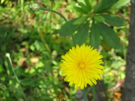 かわいいのにこんな名前で そして懐かしい野の花たち 風と花を紡いで