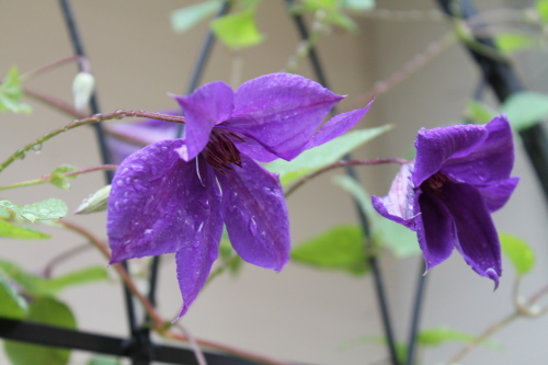 My Clematis Diary