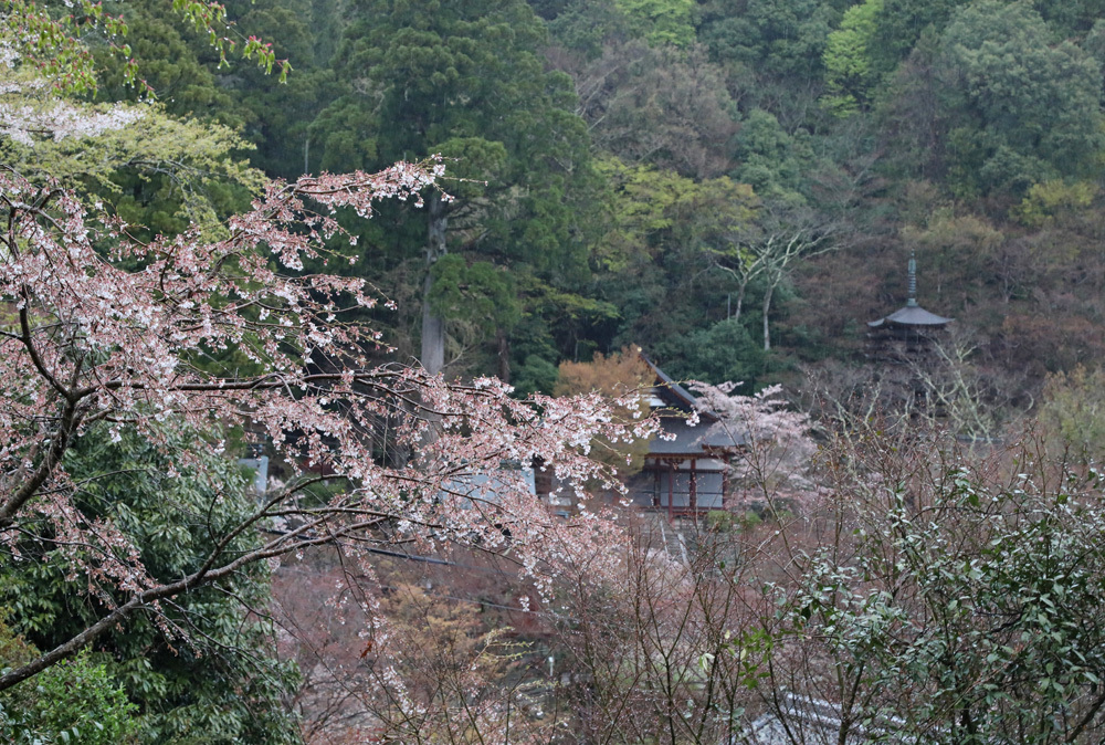 桜井市 談山神社 桜 魅せられて大和路